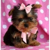Akc Registered Cute Male/ Females Yorkie Available